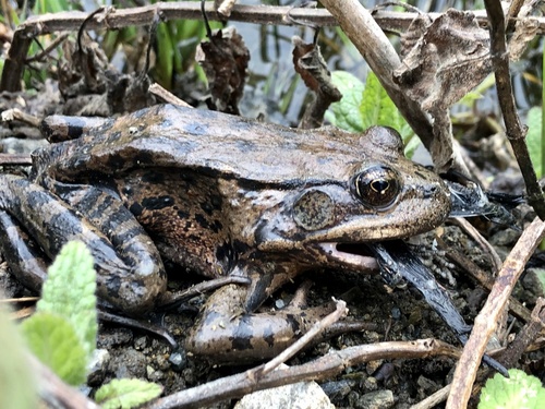 California Red-legged Frog (Rana draytonii), a species recorded in California
