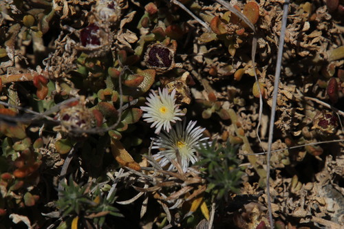 Image of Mesembryanthemum paulum by (c) Tony Rebelo, some rights reserved (CC BY-SA)