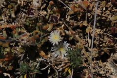 Mesembryanthemum paulum