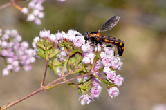 Diochlistus paragracilis