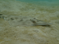 Aptychotrema rostrata