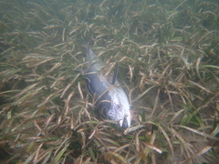 Thunnus