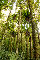 Asplenium australasicum