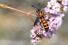 Diochlistus paragracilis