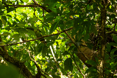 Psilopogon pyrolophus