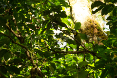 Psilopogon pyrolophus