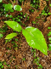 Nothopanax laetus (Nothopanax laetus)