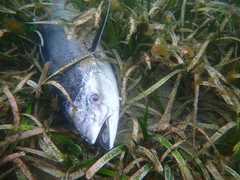 Thunnus