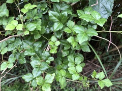 Eleutherococcus trifoliatus setosus