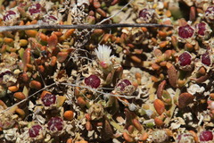 Mesembryanthemum paulum