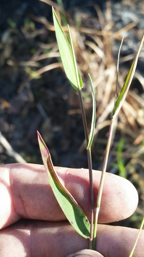 Image of Dichanthelium portoricense by (c) Jay Horn, some rights reserved (CC BY)