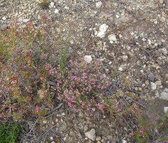 Erica grata