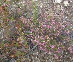 Erica grata