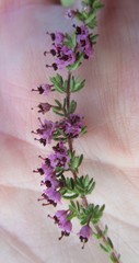 Erica grata