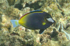 Acanthurus japonicus