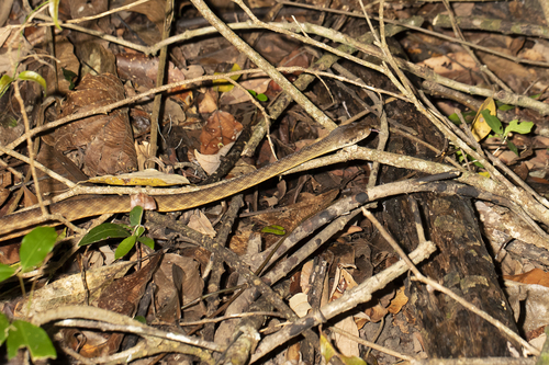 Brown Tree Snake sighting