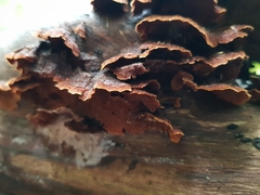 Hymenochaete setipora