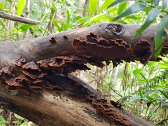 Hymenochaete setipora