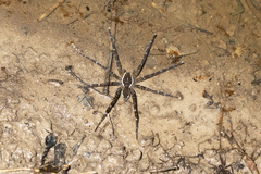 Dolomedes briangreenei