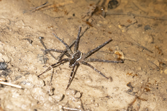 Dolomedes briangreenei
