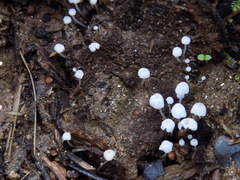 Mycena hyalinotricha