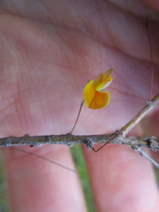 Aspalathus tenuissima