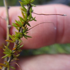 Aspalathus tenuissima