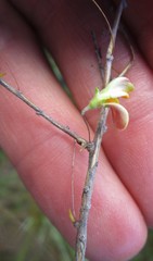 Aspalathus tenuissima