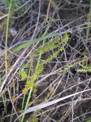 Aspalathus tenuissima