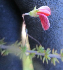 Aspalathus tenuissima