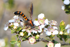 Diochlistus paragracilis
