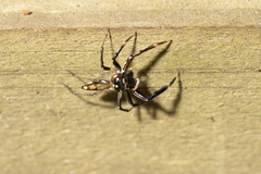 Tauala lepidus