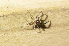 Tauala lepidus