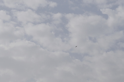 Falconidae
