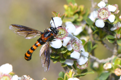 Diochlistus paragracilis