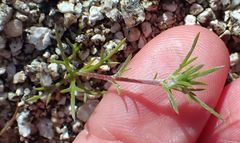 Eriastrum eremicum eremicum