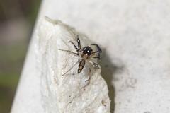 Tauala lepidus