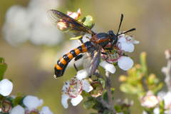 Diochlistus paragracilis