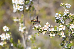 Diochlistus paragracilis