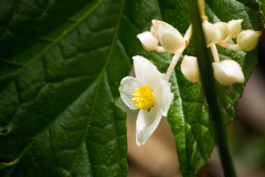 Begonia teysmanniana