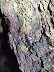 Gastrophryninae
