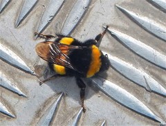Bombus terrestris dalmatinus