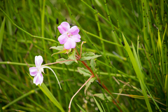 Impatiens platypetala