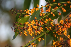 Platymiscium trifoliolatum