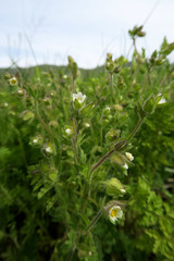 Polemonium micranthum