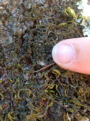 Dendriscocaulon intricatulum