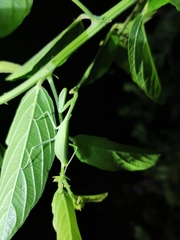 Pseudoxyops
