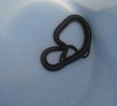 Thamnophis scalaris