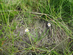 Felicia minima