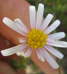 Felicia minima
